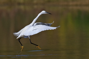 Seidenreiher