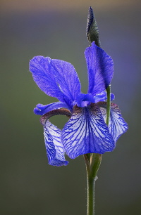 Sibirische Schwertlilie