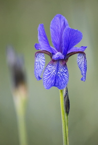 Sibirische Schwertlilie Sibirische Schwertlilie