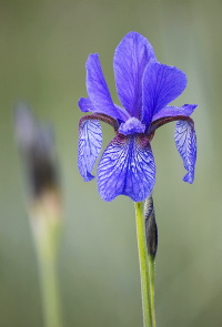 Sibirische Schwertlilie