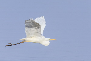 Silberreiher Silberreiher