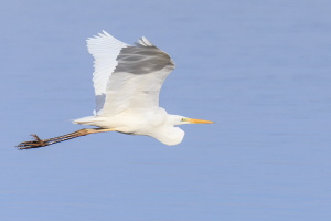 Silberreiher Silberreiher