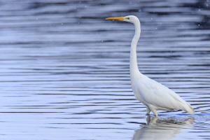 Silberreiher Silberreiher