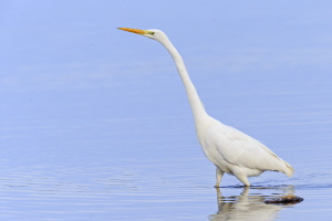 Silberreiher Silberreiher
