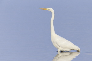 Silberreiher Silberreiher