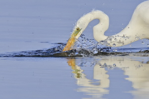 Silberreiher Silberreiher