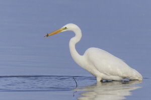 Silberreiher Silberreiher
