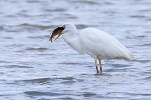 Silberreiher Silberreiher