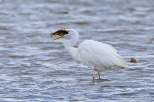 Silberreiher Silberreiher