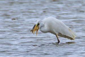 Silberreiher Silberreiher