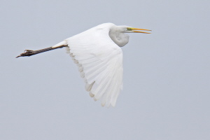 Silberreiher Silberreiher