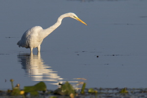 Silberreiher Silberreiher