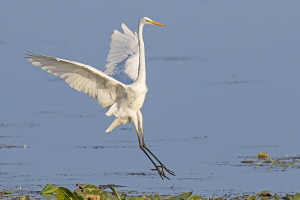 Silberreiher Silberreiher