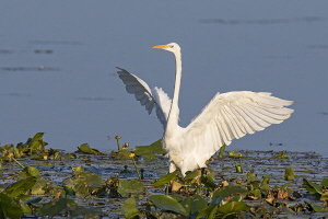 Silberreiher Silberreiher