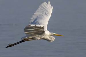 Silberreiher Silberreiher
