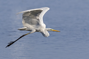 Silberreiher Silberreiher