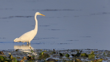Silberreiher Silberreiher