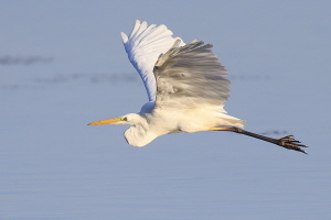 Silberreiher Silberreiher
