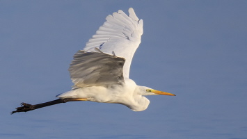 Silberreiher Silberreiher