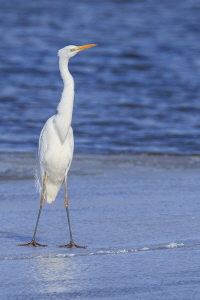 Silberreiher Silberreiher