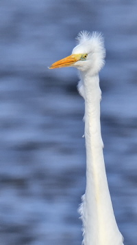Silberreiher Silberreiher