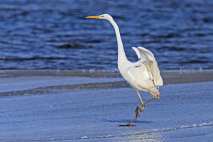 Silberreiher Silberreiher