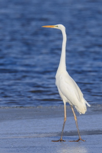 Silberreiher Silberreiher
