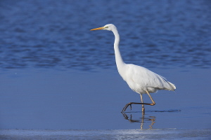 Silberreiher Silberreiher