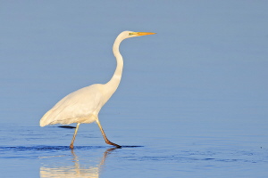 Silberreiher Silberreiher