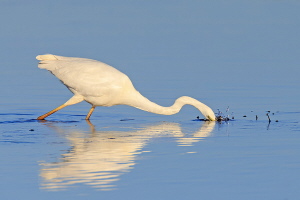 Silberreiher Silberreiher
