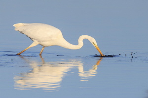 Silberreiher Silberreiher