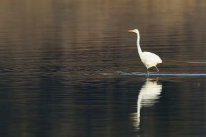 Silberreiher Silberreiher