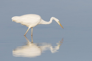 Silberreiher Silberreiher