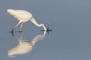 Silberreiher Silberreiher