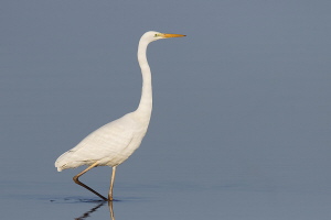 Silberreiher Silberreiher