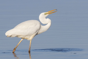 Silberreiher Silberreiher