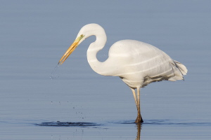 Silberreiher Silberreiher