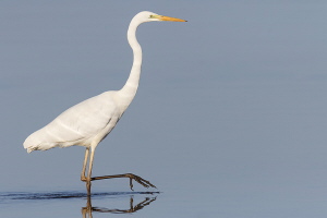 Silberreiher Silberreiher
