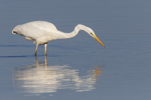 Silberreiher Silberreiher