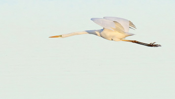Silberreiher Silberreiher