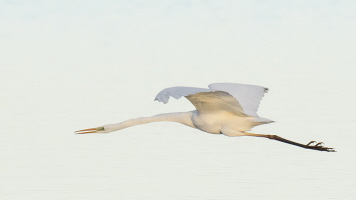 Silberreiher Silberreiher