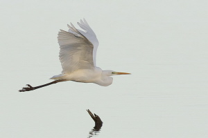 Silberreiher Silberreiher