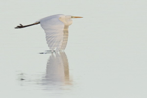 Silberreiher Silberreiher