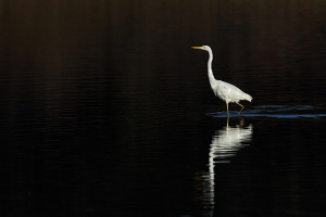Silberreiher Silberreiher