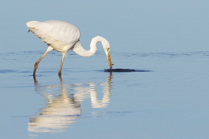 Silberreiher Silberreiher