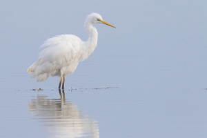 Silberreiher Silberreiher