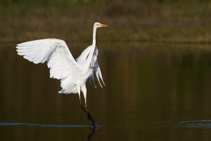 Silberreiher Silberreiher