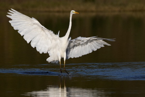 Silberreiher Silberreiher