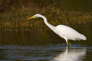 Silberreiher Silberreiher