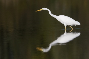 Silberreiher Silberreiher